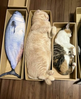 Illustration de l'article : 18 photos de chats les plus craquantes du moment