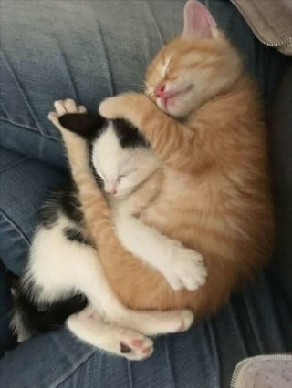 Illustration de l'article : 18 photos de chats les plus craquantes du moment