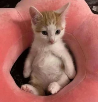 Illustration de l'article : 18 photos de chats les plus craquantes du moment