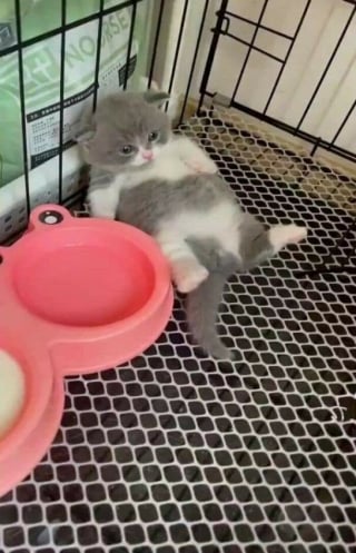 Illustration de l'article : 18 photos de chats les plus craquantes du moment