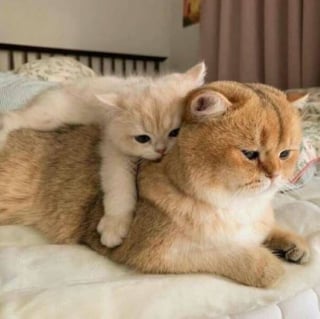 Illustration de l'article : 18 photos de chats les plus craquantes du moment