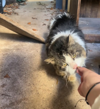 Illustration de l'article : Un chat errant réapprend à faire confiance aux humains et à être aimé après avoir trouvé refuge chez un couple bienveillant (vidéo)