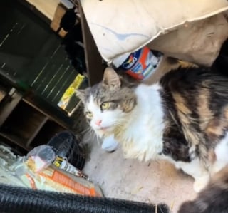 Illustration de l'article : Un chat errant réapprend à faire confiance aux humains et à être aimé après avoir trouvé refuge chez un couple bienveillant (vidéo)