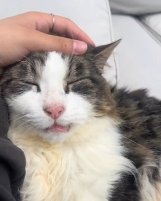 Illustration de l'article : Un chat errant réapprend à faire confiance aux humains et à être aimé après avoir trouvé refuge chez un couple bienveillant (vidéo)