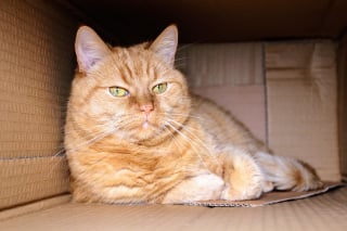 Illustration de l'article : 13 endroits préférés du chat pour se prélasser