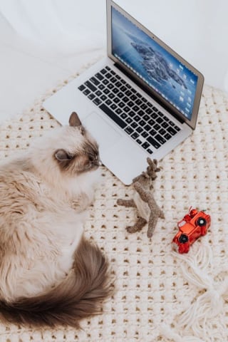 Illustration de l'article : 13 endroits préférés du chat pour se prélasser