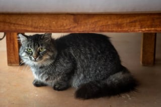 Illustration de l'article : 13 endroits préférés du chat pour se prélasser