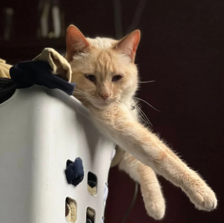 Illustration de l'article : 13 endroits préférés du chat pour se prélasser