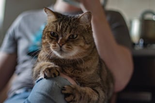 Illustration de l'article : 13 endroits préférés du chat pour se prélasser