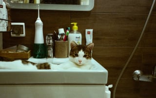 Illustration de l'article : 13 endroits préférés du chat pour se prélasser