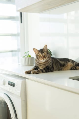 Illustration de l'article : 13 endroits préférés du chat pour se prélasser