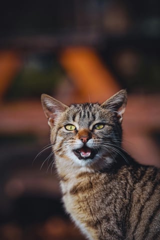 Illustration de l'article : 9 raisons pour lesquelles un chat peut miauler