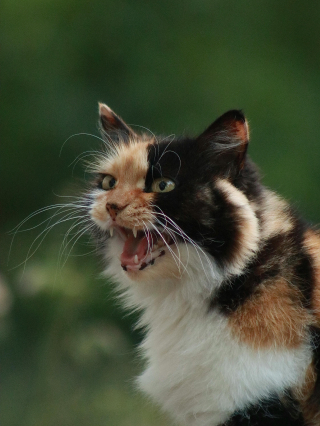 Illustration de l'article : 9 raisons pour lesquelles un chat peut miauler