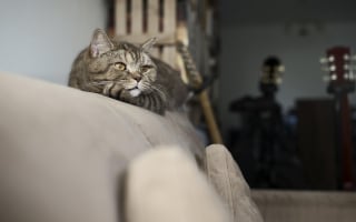Illustration de l'article : 9 raisons pour lesquelles un chat peut miauler