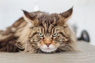 Illustration de l'article : 9 raisons pour lesquelles un chat peut miauler