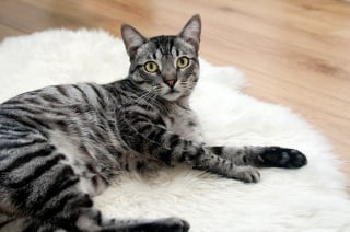 Illustration de l'article : 11 comportements qui permettent à votre chat d’avoir toujours le dernier mot