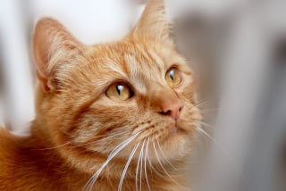 Illustration de l'article : 11 comportements qui permettent à votre chat d’avoir toujours le dernier mot