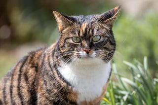 Illustration de l'article : 11 comportements qui permettent à votre chat d’avoir toujours le dernier mot