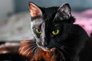 Illustration de l'article : 11 comportements qui permettent à votre chat d’avoir toujours le dernier mot
