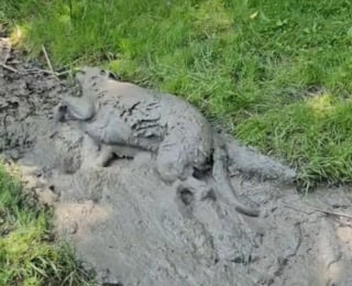 Illustration de l'article : Une chienne craque en découvrant une flaque de boue et se transforme en louve en s'y roulant, laissant sa propriétaire perplexe (vidéo)