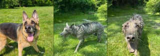 Illustration de l'article : Une chienne craque en découvrant une flaque de boue et se transforme en louve en s'y roulant, laissant sa propriétaire perplexe (vidéo)