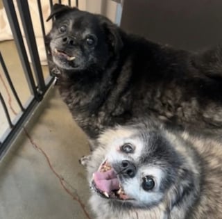 Illustration de l'article : Un bel espoir pour ces 2 chiens de 12 ans s’étant retrouvés au refuge dans l’incompréhension après une vie entière en famille
