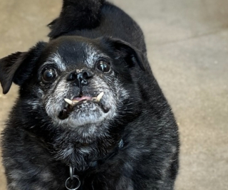Illustration de l'article : Un bel espoir pour ces 2 chiens de 12 ans s’étant retrouvés au refuge dans l’incompréhension après une vie entière en famille