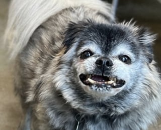Illustration de l'article : Un bel espoir pour ces 2 chiens de 12 ans s’étant retrouvés au refuge dans l’incompréhension après une vie entière en famille