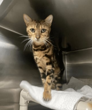 Illustration de l'article : 34 chats Bengal en grand danger « physique et mental » ont été sortis de l’enfer où ils vivaient depuis plusieurs mois