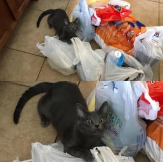 Illustration de l'article : 17 photos hilarantes qui prouvent que l’on ne s’ennuie jamais lorsque l’on a un chat