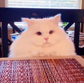 Illustration de l'article : 17 photos hilarantes qui prouvent que l’on ne s’ennuie jamais lorsque l’on a un chat