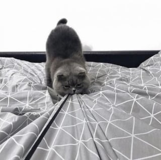 Illustration de l'article : 17 photos hilarantes qui prouvent que l’on ne s’ennuie jamais lorsque l’on a un chat