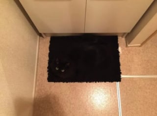 Illustration de l'article : 17 photos hilarantes qui prouvent que l’on ne s’ennuie jamais lorsque l’on a un chat