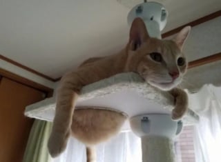 Illustration de l'article : 17 photos hilarantes qui prouvent que l’on ne s’ennuie jamais lorsque l’on a un chat