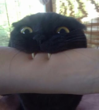Illustration de l'article : 17 photos hilarantes qui prouvent que l’on ne s’ennuie jamais lorsque l’on a un chat