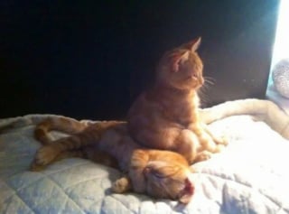 Illustration de l'article : 17 photos hilarantes qui prouvent que l’on ne s’ennuie jamais lorsque l’on a un chat