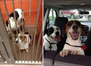 Illustration de l'article : 18 photos émouvantes de chiens et chats qui découvrent enfin le bonheur dans leurs familles pour la vie