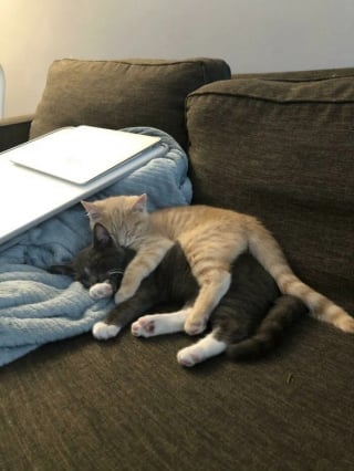 Illustration de l'article : 18 photos émouvantes de chiens et chats qui découvrent enfin le bonheur dans leurs familles pour la vie