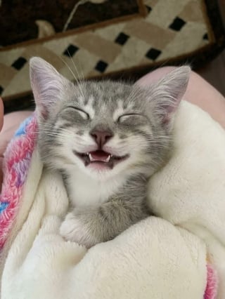 Illustration de l'article : 18 photos émouvantes de chiens et chats qui découvrent enfin le bonheur dans leurs familles pour la vie