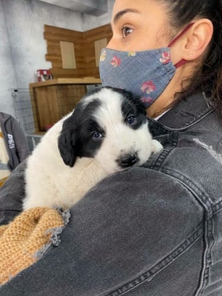 Illustration de l'article : 18 photos émouvantes de chiens et chats qui découvrent enfin le bonheur dans leurs familles pour la vie