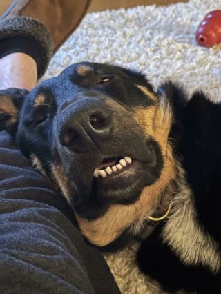 Illustration de l'article : 18 photos émouvantes de chiens et chats qui découvrent enfin le bonheur dans leurs familles pour la vie