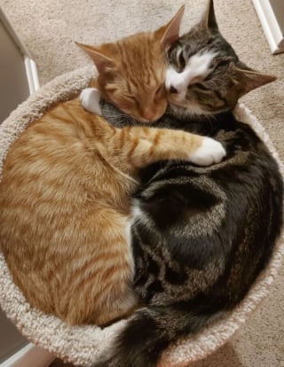 Illustration de l'article : 18 photos émouvantes de chiens et chats qui découvrent enfin le bonheur dans leurs familles pour la vie