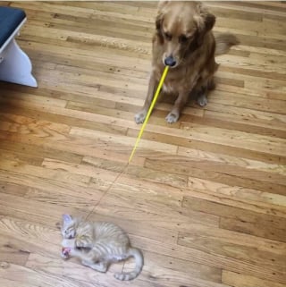 Illustration de l'article : 18 photos émouvantes de chiens et chats qui découvrent enfin le bonheur dans leurs familles pour la vie