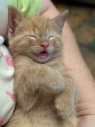Illustration de l'article : 18 photos émouvantes de chiens et chats qui découvrent enfin le bonheur dans leurs familles pour la vie