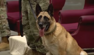 Illustration de l'article : Après 8 ans de loyaux services, cette chienne militaire part à la retraite dans la famille de son maître-chien