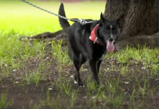 Illustration de l'article : Un facteur apprend le décès du maître d'un chien avec lequel il s'est lié d'amitié et se rend au refuge bien avant son ouverture pour être sûr de l'adopter 