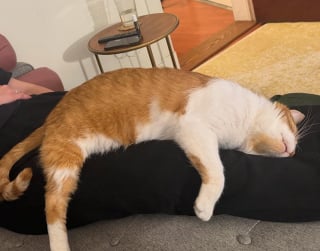 Illustration de l'article : Abandonné par sa famille et contraint de se débrouiller seul dans la rue, ce chat reconnaissant câline constamment ses sauveurs