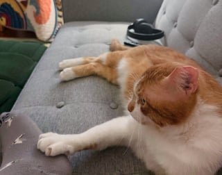 Illustration de l'article : Abandonné par sa famille et contraint de se débrouiller seul dans la rue, ce chat reconnaissant câline constamment ses sauveurs