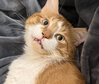 Illustration de l'article : Abandonné par sa famille et contraint de se débrouiller seul dans la rue, ce chat reconnaissant câline constamment ses sauveurs