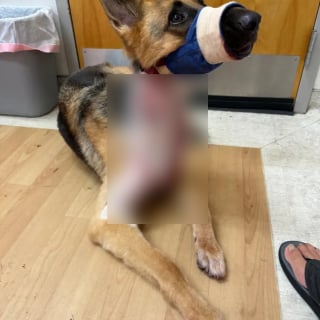 Illustration de l'article : Pris dans la gueule d’un alligator et entraîné dans un étang, ce chien a survécu à cette attaque